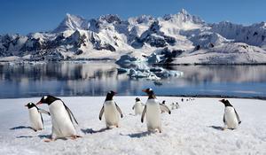 Antarctique et Arctique en Croisières d'Expédition