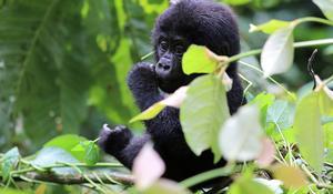 Congo: Croisière sur la Terre des Gorilles