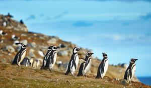 Croisière Safari en Patagonie - Navire Haut de gamme