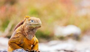 Croisière d’expédition Îles Galápagos