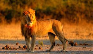 Safari-Croisière, L’Afrique australe intimiste