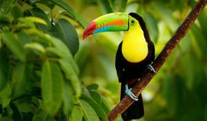 Costa Rica, eldorado vert