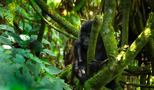  Congo : sur la Terre des Gorilles