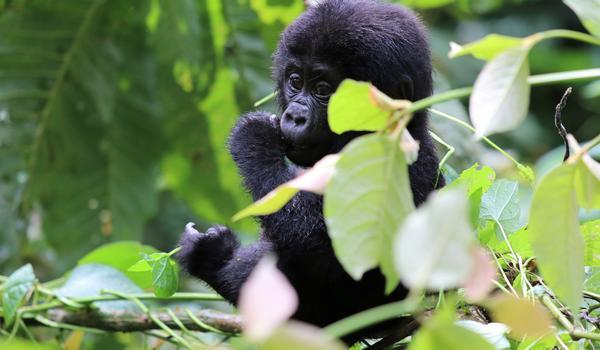 Kongo: Croisière sur la Terre des Gorilles