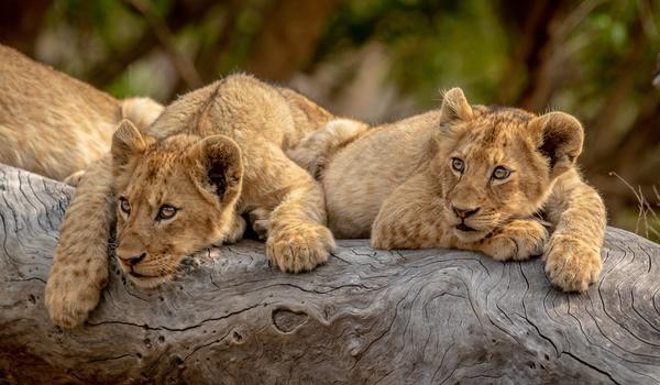Safari-Croisière en Afrique Australe