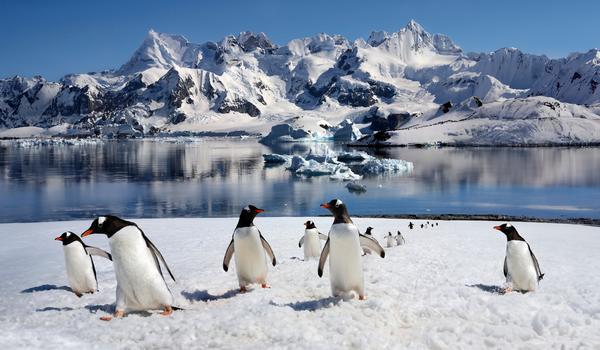 Témoignage Client : Croisière en Antarctique avec HX expéditions 