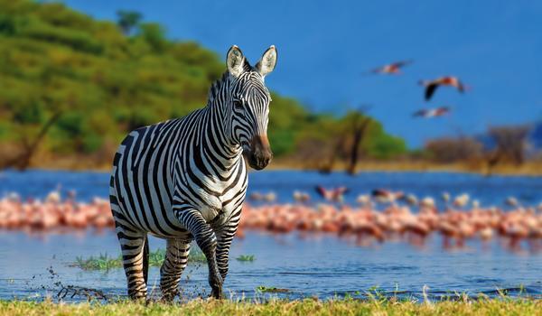 La Tanzanie