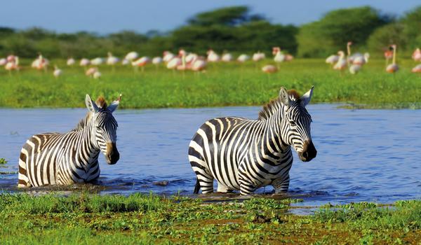 Circuit Safari en Tanzanie