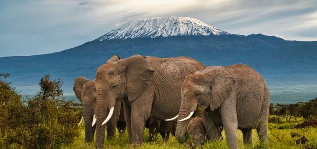 Circuit Kenya, Nairobi, Masai Mara, Amboseli, Kilimandjaro, Les incontournables
